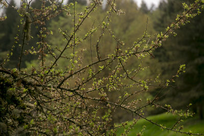 Close-up of fresh green plant