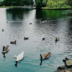 High angle view of swans swimming in lake