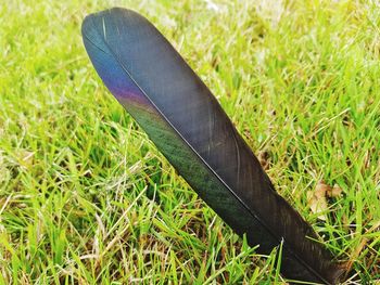 High angle view of feather on field