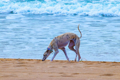 Full length of a dog on beach