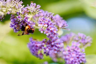 Close-up of bee on purple flowers