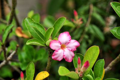 Close-up of pink flowers blooming in park