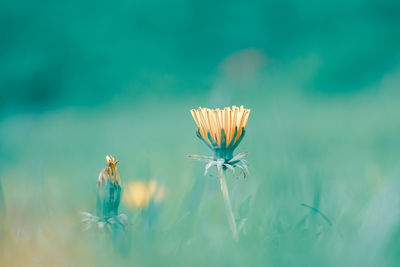 Close-up of blue umbrella on field