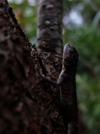 Close-up of lizard on tree trunk in forest