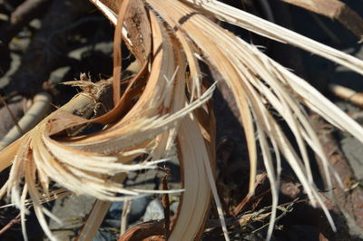 Close-up of plants