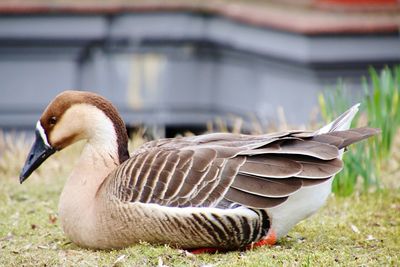 Close-up of duck on field