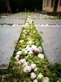 Close-up of plants growing outdoors