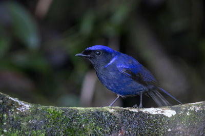 Close-up of blue bird perching on plant