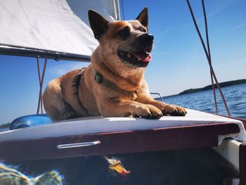 Dog looking away while standing in sea against sky