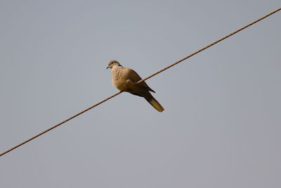 Low angle view of bird perching on cable