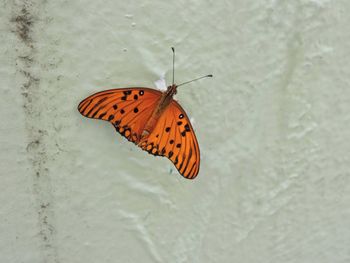 High angle view of butterfly