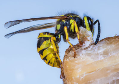 A wasp sits on a piece of meat and eats
