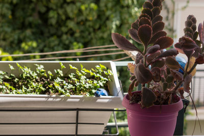 Close-up of potted plant