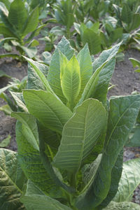 Close-up of fresh green plant