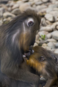 Monkeys sitting outdoors