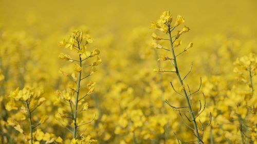 Close-up of fresh yellow flowering plants on field