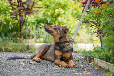 Close-up of dog