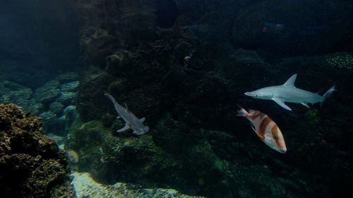 Close-up of fish in water