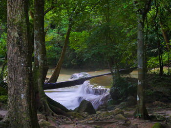 Scenic view of waterfall in forest