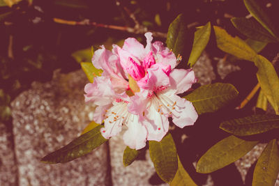 Close-up of pink flower