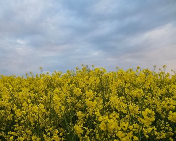 Scenic view of oilseed rape field against cloudy sky