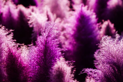 Close-up of purple flowering plant