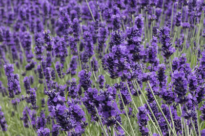 Lavender in bloom on a farm