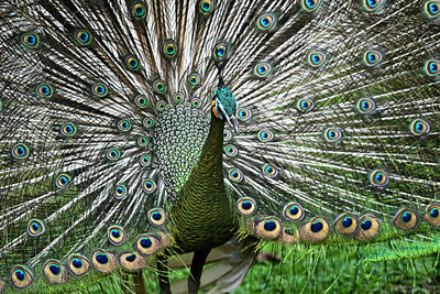 Close-up of peacock