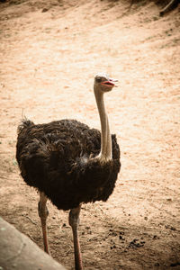 Close-up of bird standing on land