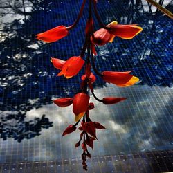 Red leaves on tree