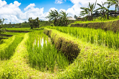 Scenic view of agricultural field against sky