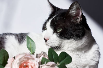 Arrogant funny black and white cat with pink flowers for celebtation design.