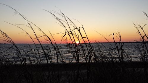 Close-up of silhouette plants against sky during sunset