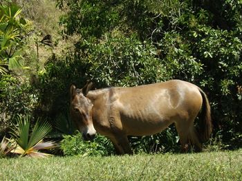 Cows grazing on grassy field