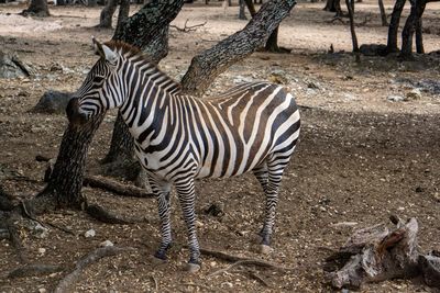 Side view of zebra standing on field under tree 