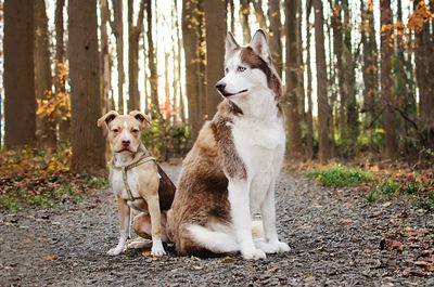 Two  beautiful dogs obediently sitting on a gravel path with autumn backdrop