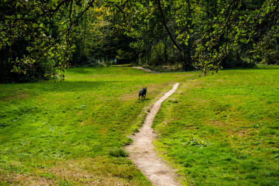 View of a dog on footpath