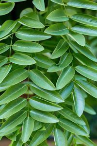 Full frame shot of leaves