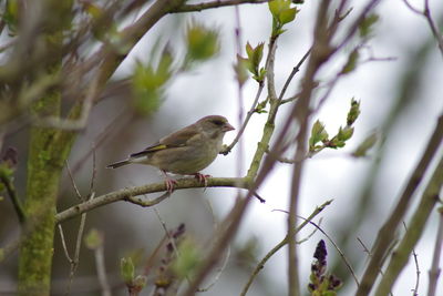 Bird perching on a branch