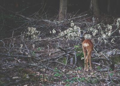 Deer in a forest