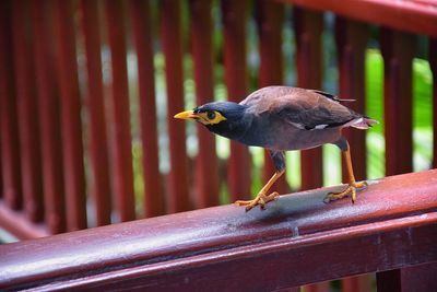 Close-up of bird perching on metal railing