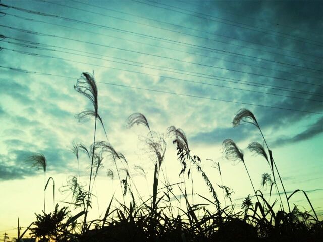 LOW ANGLE VIEW OF TREES AGAINST SKY