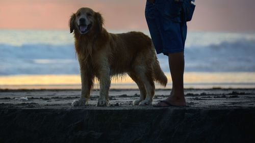 Close-up of dog