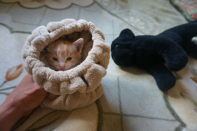 Portrait of kitten relaxing at home