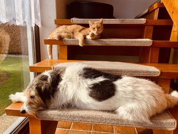 Cat resting on chair at home