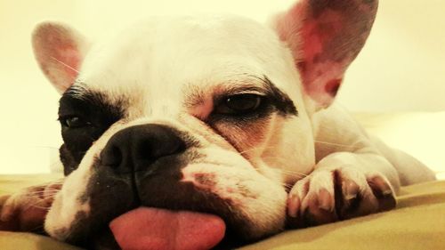 Close-up of dog resting at home