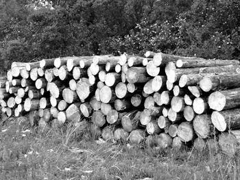 Stack of logs