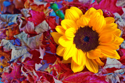 High angle view of multi colored flower on plant