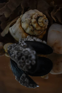 High angle view of seashells on table