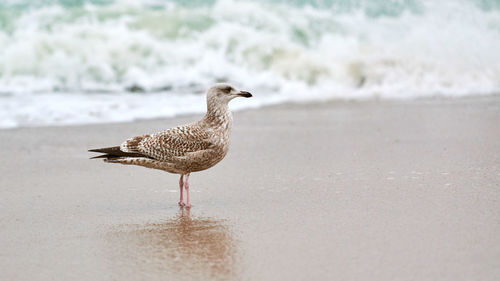 Young yellow-legged gull, larus michahellis, walking on seashore near baltic sea. juvenile seagull